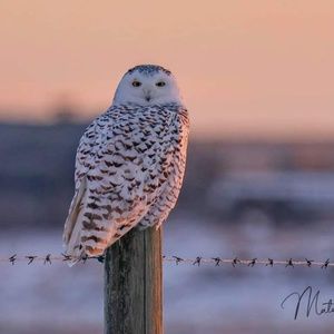 Meet your Posher, Deanna